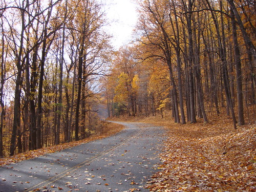road fall leaves yellow blueridgeparkway fbp