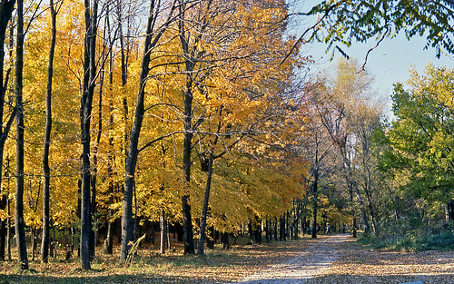 autumn autumnphotography autumncolors autumnfoliage illinois fallfoliage fall fallfoliagephotography fallcolors fallphotography lincolnlogcabinstatepark charlestonillinois