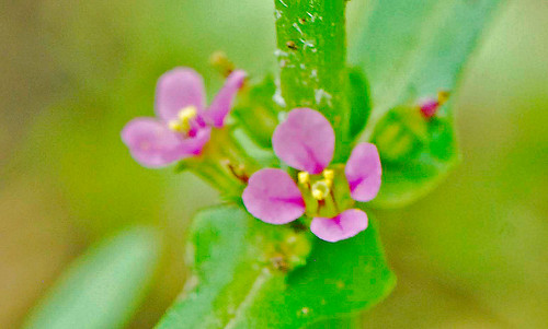 080722 2008 ammannia ammanniarobusta grandredstem il jasperco lythraceae myrtales newtonlake rosids flower loosestrife redstem wildflower