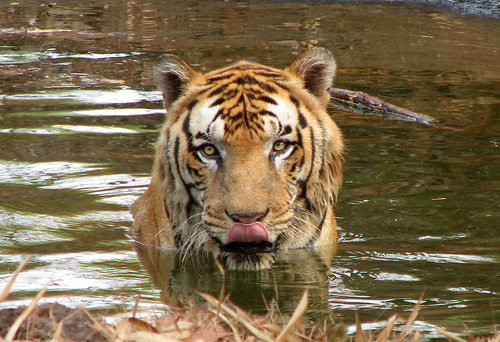 wild india water pool swim cat relax cub pond feline tiger bigcat slurp predator karnataka dip thirst tigress mangalore quench thirstycat pilikula krayker wildxplorer