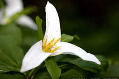 white trillium flower    MG 1095 