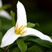 white trillium flower    MG 1095