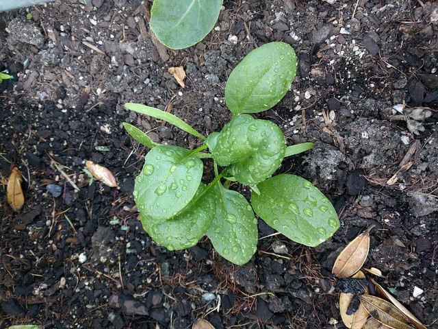 winter queen spinach