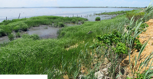 panorama bird grass birds animal animals newjersey wind nj windy shore wetlands grasses marsh marshy s5 heislerville img7632 img7631 heislervillewma heislervillefishandwildlifemanagementarea