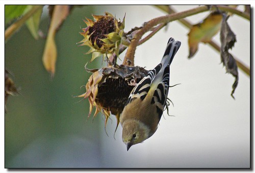 flower bird garden moscow goldfinch idaho sunflower soe palouse featuredinexplore