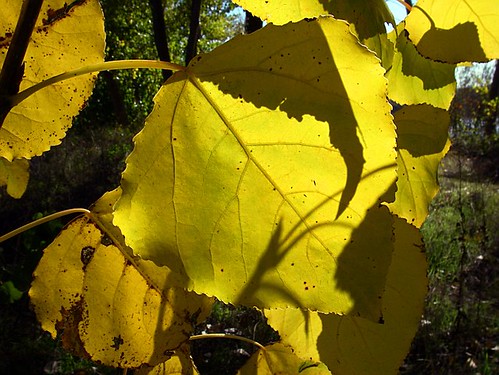 españa geotagged spain flora amarillo otoño salamanca tormes españaspain aldealengua geo:lon=5550536 geo:lat=40978011