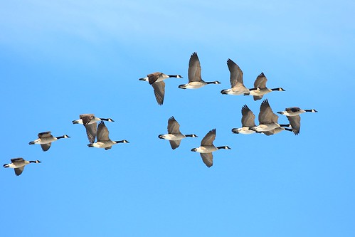 canada geese cardinal marsh winneshiek county iowa larry reis