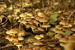 Heel veel paddenstoelen