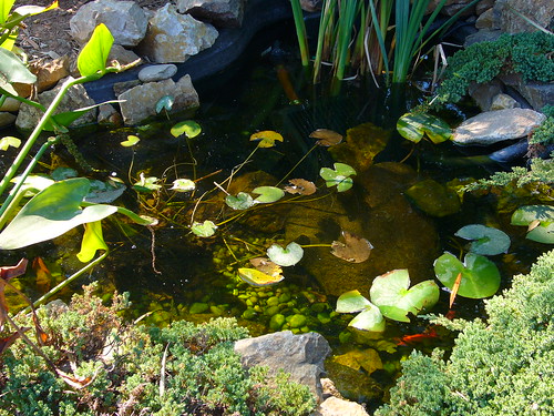 pond goldfish