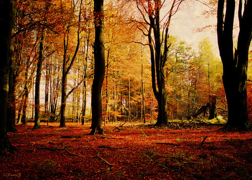wood autumn trees red black fall forest geotagged bravo laub herbst foliage xenonb reinhardswald mywinners geo:lat=5154485 geo:lon=9507369