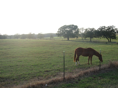 thanksgiving horse austin texas elgin 11212007