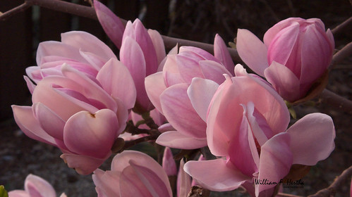 ontario canada sunrise backyard magnolia thornhill photoassignment