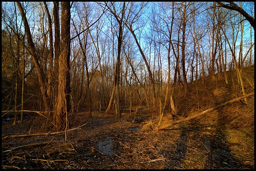 trees sunset minnesota creek river spring bog boggy marineonstcroix