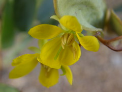 yellow senna