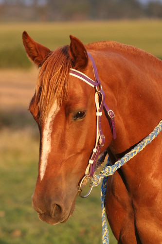 sunset horse sunlight mare jude nsw tuesday chestnut 2008 quarterhorse judeshouse rangersvalley