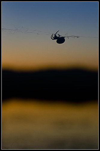 sunset spider nagykanizsa