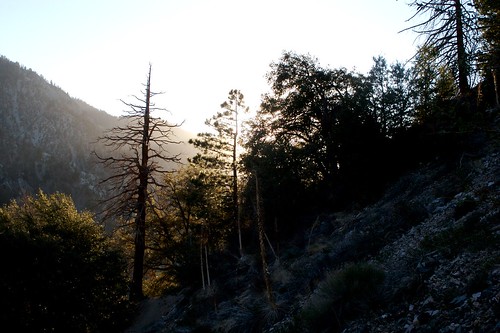 california trees sunset usa mountains landscape outdoor hiking backlit flares mtsangorgonio