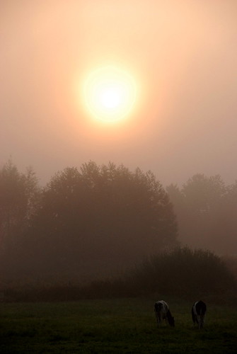 fog sunrise nebel frankfurt sonnenaufgang ried enkheim enkheimer