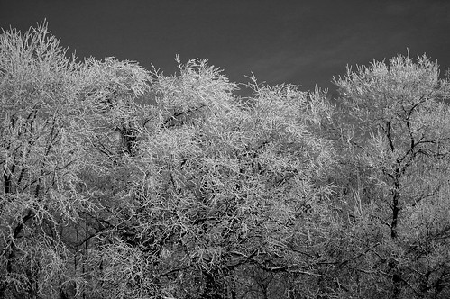 trees blackandwhite bw tree nature fog freezingfog still nikon soft frost quiet peace silent hoarfrost softness fluffy peaceful calm silence hush stillness d40 jeremystockwellpix nikond40