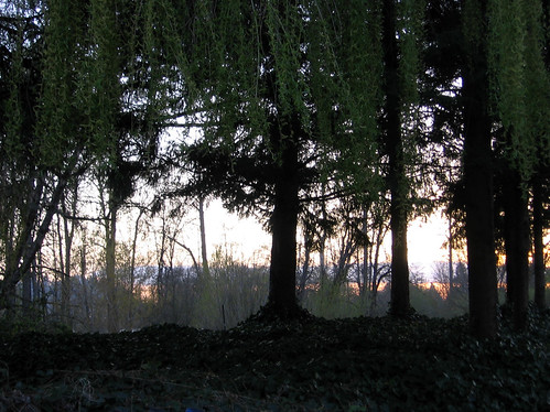 sunset silhouette oregon si springfield islandpark