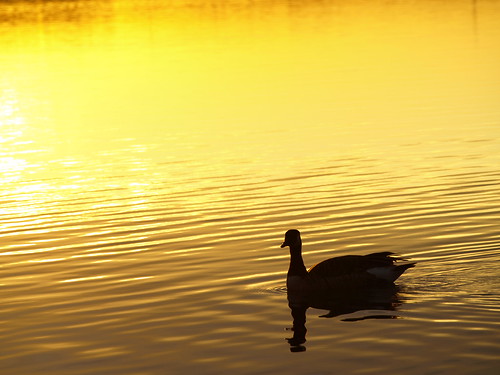sunset yellow john goose oxenfeld thechallengefactory