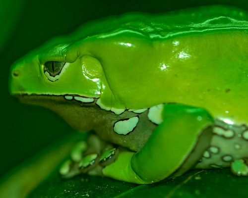 green zoo texas houston frog