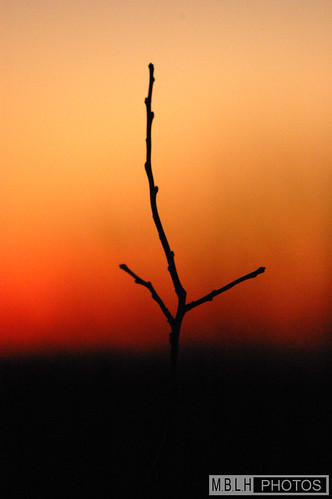 winter sunset red sky orange black yellow evening focus purple horizon silhouettes twig nicon d40 madshansen