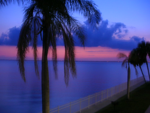 sunset beach florida palmtree puntagordafl charlotteharbor