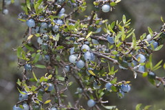 Verysmall leaves (<1cm), bright blue berries