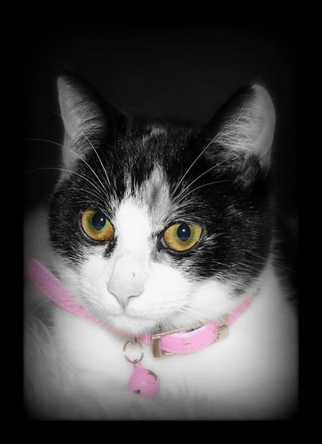 pink cat eyes kitten © gatto fjoladogg