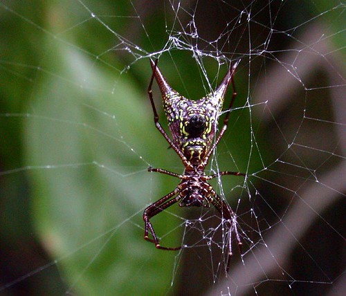 geotagged mexico spider araña veracruz spiny arachnida xico araneidae micrathena micrathenasagittata sagittata geo:lat=194276 geo:lon=969798