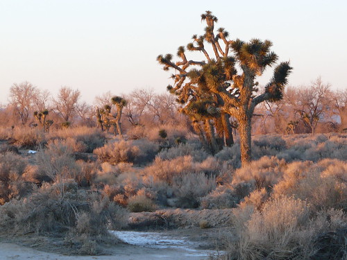winter sunrise desert