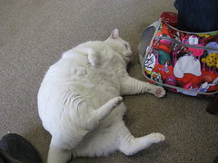 All sizes | Fat White Cat | Flickr - Photo Sharing!