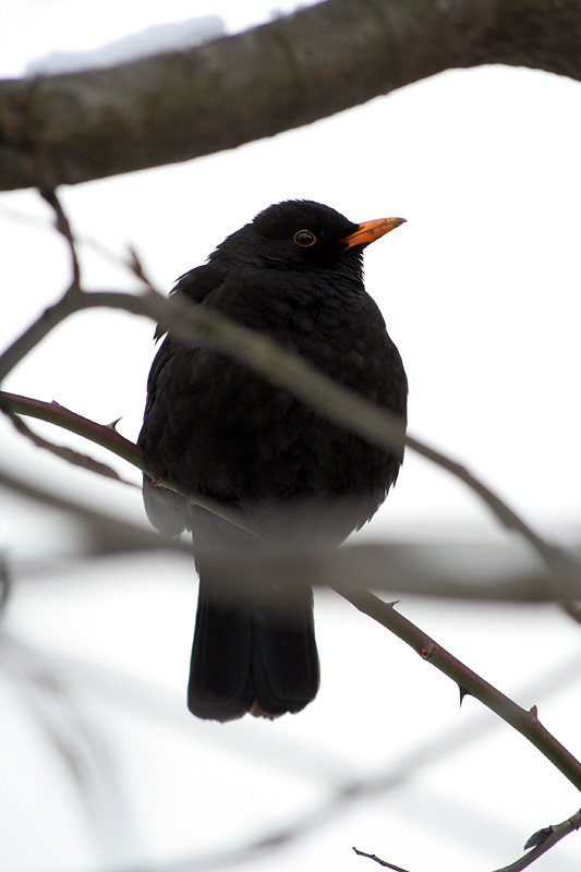 Photograph titled 'Eurasian Blackbird'