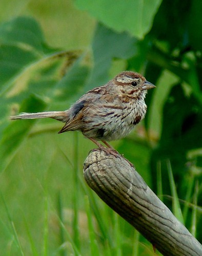 birds sparrows songsparrow
