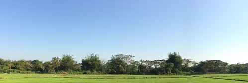 myanmar burma landscape yangonregion yangon rangoon northerndistrict htantabintownship kyweku letpankone rice paddy field green htantabin