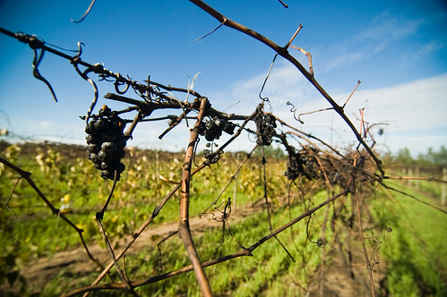 autumn fall minnesota vineyard wine winetasting grapes hastings abv flickrphotowalk alexisbaillyvineyard tcfg102007