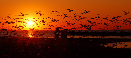 autumn sunset ohio sky sun lake fall beach birds lakeerie greatlakes lorain