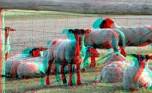animal stereoscopic stereophoto 3d sheep anaglyph anaglyphs redcyan 3dimages 3dphoto 3dphotos 3dpictures stereopicture