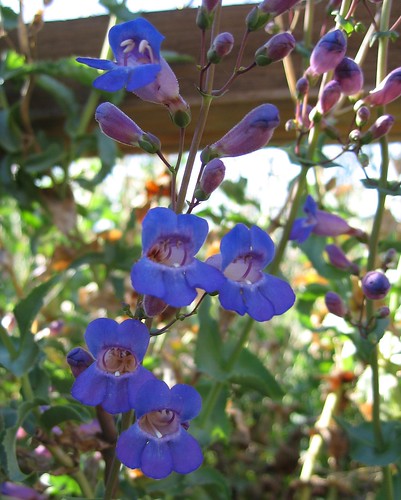 california park ca flowers blue flower macro closeup geotagged san state parks diego rancho cuyamaca californiastateparks geo:lat=329623961666692 geo:lon=116574610166664