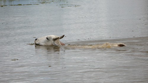 swimming cow (Cano Negro)