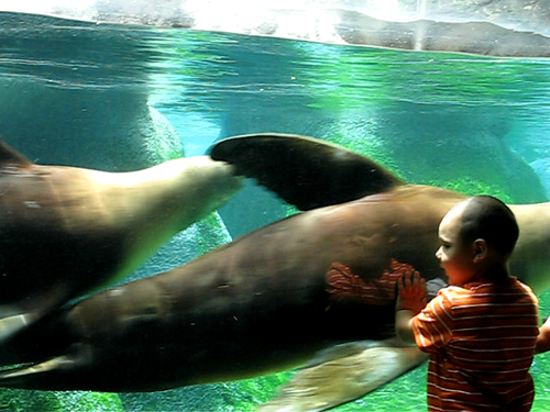 video underwater sealions nczoo zoovideo time:hour=9am