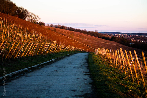 sunset germany bayern deutschland bavaria vineyard sonnenuntergang franconia franken würzburg weinberg