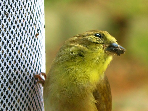 bird window goldfinch 5star americangoldfinch g7 finchsock viewfromthewindow featheryfriday adairsvillega finchfeeder wisforwindow
