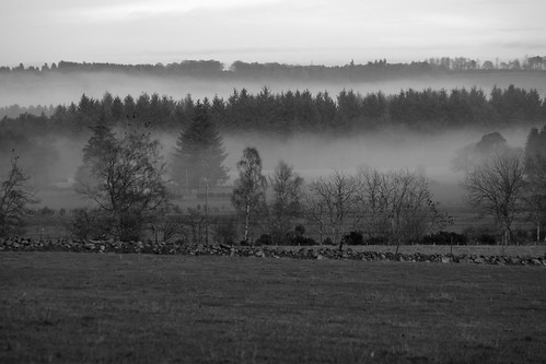 field trees mist landscape scotland aberdeenshire rural fog
