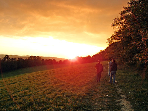vienna wien trees sunset sun men field backlight forest walking austria dusk branches hill flare