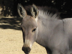 Baybay donkey 