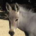 Baybay donkey