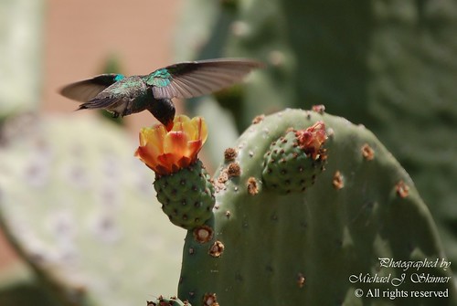 arizona bird nature animal hummingbird wildlife sonoran soe tubac santacruzcounty naturescall platinumphoto goldstaraward treeofhonor