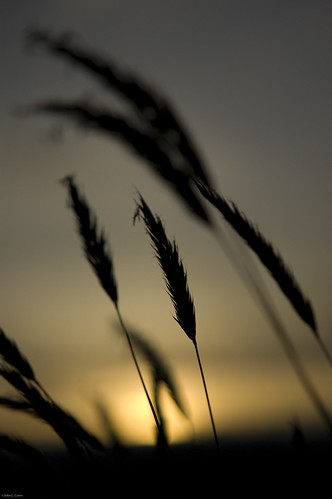 sunset grass dof bokeh